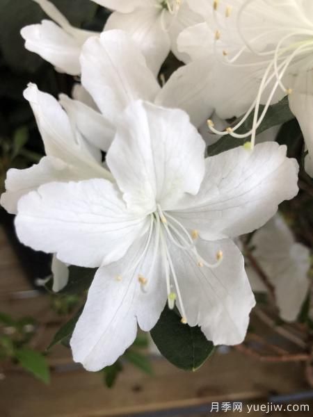 中國10大名花排行榜，你喜歡的花卉上榜了嗎(圖6)