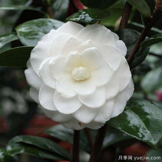 中國10大名花排行榜，你喜歡的花卉上榜了嗎(圖7)