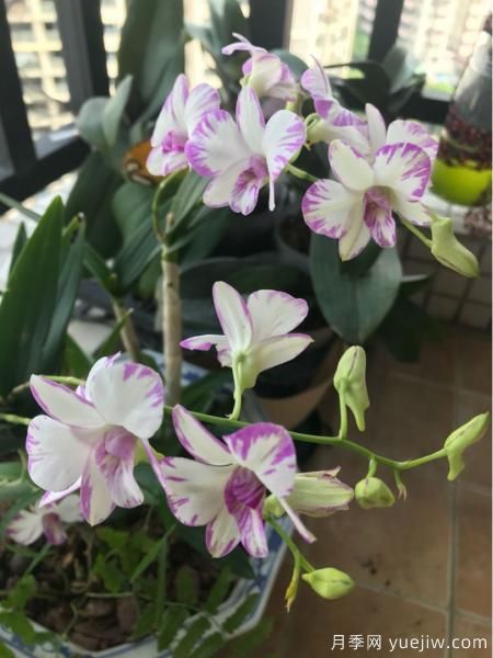 中國10大名花排行榜，你喜歡的花卉上榜了嗎(圖8)