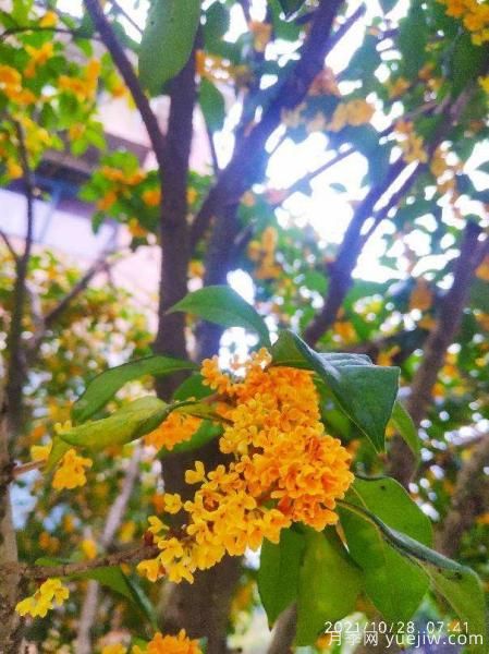 中國10大名花排行榜，你喜歡的花卉上榜了嗎(圖9)