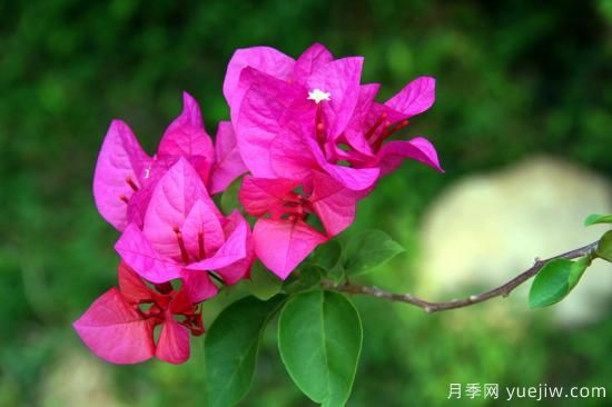 三角梅的3大常見難題，落葉色淺花期短看如何解決(圖1)