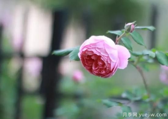 常見的18種藤本月季優(yōu)缺點(diǎn)，對號入座選擇(圖5)