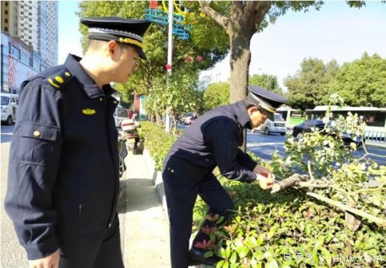 南陽樹狀月季遭腰斬，園林部門有獎征集破案線索(圖1)