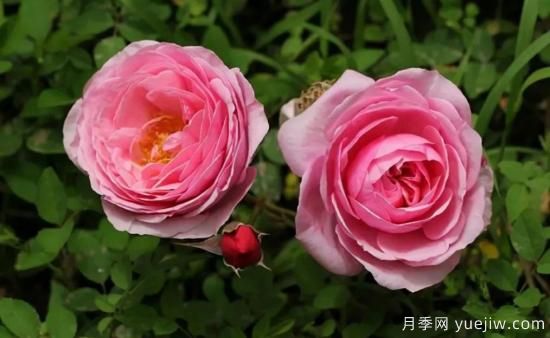 常見的18種藤本月季優(yōu)缺點(diǎn)，對號入座選擇(圖6)
