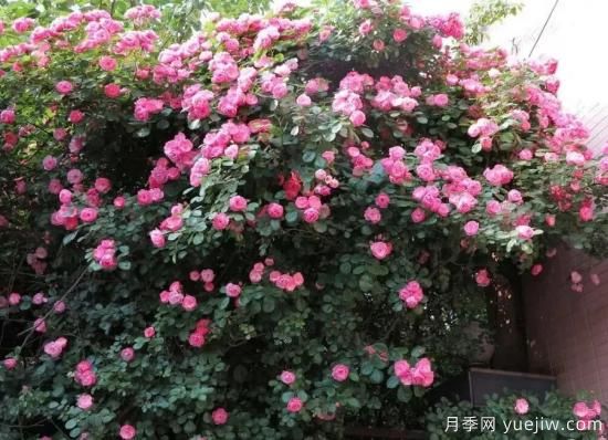 常見的18種藤本月季優(yōu)缺點(diǎn)，對號入座選擇(圖8)