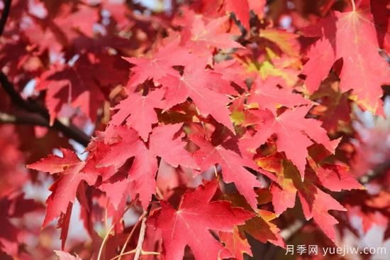 紅楓，4個紅楓品種是秋日植物里亮麗的風(fēng)景線(圖2)