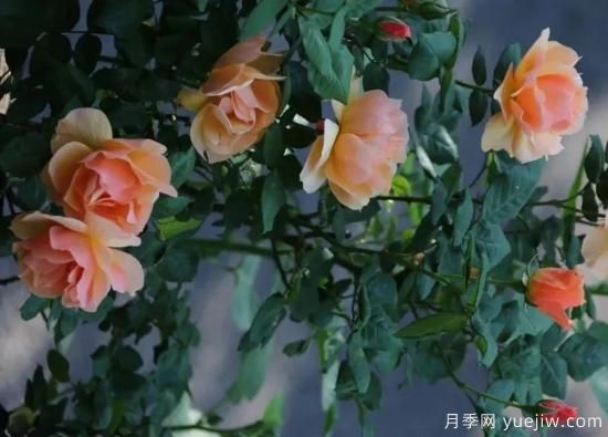 常見的18種藤本月季優(yōu)缺點(diǎn)，對號入座選擇(圖9)