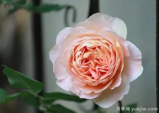 常見的18種藤本月季優(yōu)缺點(diǎn)，對號入座選擇(圖10)