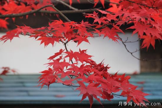 紅楓，4個紅楓品種是秋日植物里亮麗的風(fēng)景線(圖3)