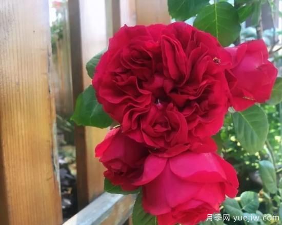 常見的18種藤本月季優(yōu)缺點(diǎn)，對號入座選擇(圖13)