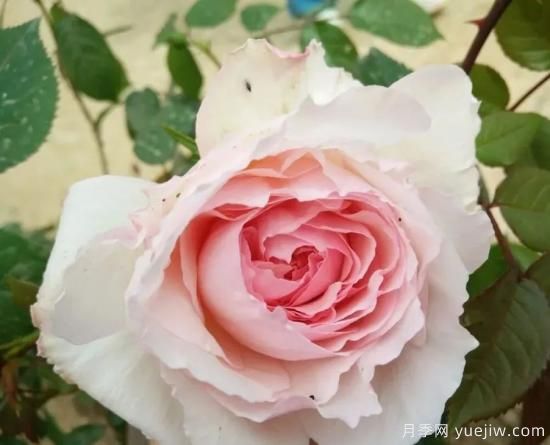 常見的18種藤本月季優(yōu)缺點(diǎn)，對號入座選擇(圖12)