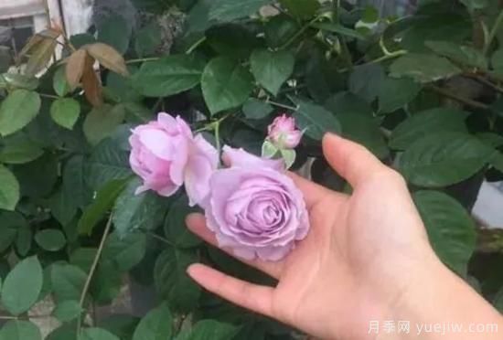 常見的18種藤本月季優(yōu)缺點(diǎn)，對號入座選擇(圖15)