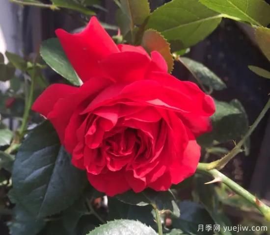 弗洛倫蒂娜、大游行、亞伯拉罕、藍(lán)色陰雨等藤本月季的優(yōu)缺點是什么？(圖1)