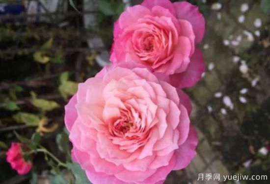 弗洛倫蒂娜、大游行、亞伯拉罕、藍(lán)色陰雨等藤本月季的優(yōu)缺點是什么？(圖3)