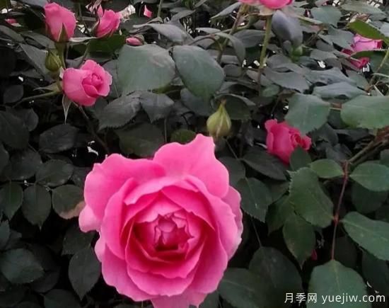 弗洛倫蒂娜、大游行、亞伯拉罕、藍(lán)色陰雨等藤本月季的優(yōu)缺點是什么？(圖2)