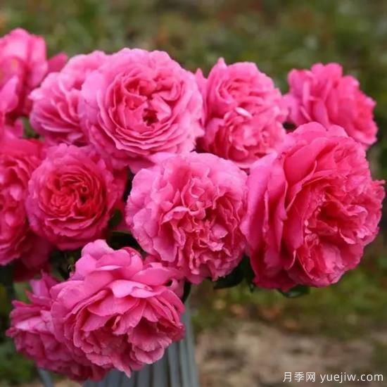 10大伊芙系列月季品種，花大濃香十分誘人(圖1)