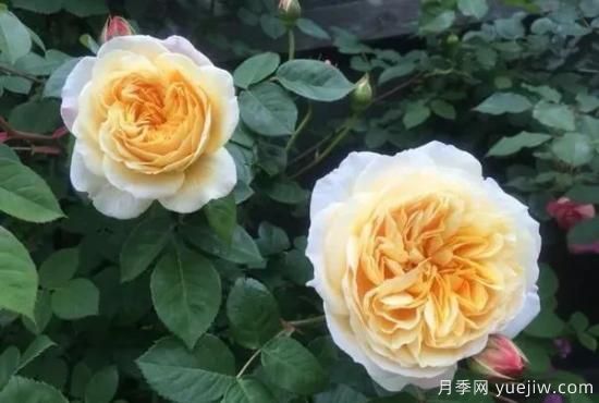 常見的18種藤本月季優(yōu)缺點(diǎn)，對號入座選擇(圖18)