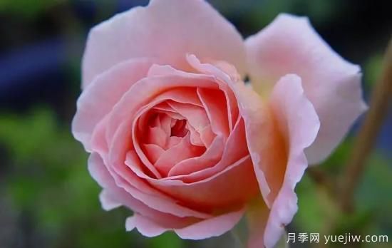 弗洛倫蒂娜、大游行、亞伯拉罕、藍(lán)色陰雨等藤本月季的優(yōu)缺點是什么？(圖4)