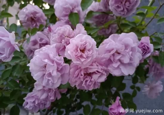 弗洛倫蒂娜、大游行、亞伯拉罕、藍(lán)色陰雨等藤本月季的優(yōu)缺點是什么？(圖5)