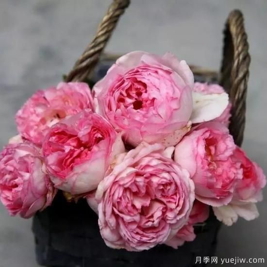 10大伊芙系列月季品種，花大濃香十分誘人(圖3)