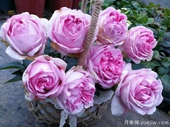 10大伊芙系列月季品種，花大濃香十分誘人(圖4)