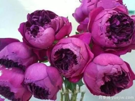 10大伊芙系列月季品種，花大濃香十分誘人(圖7)