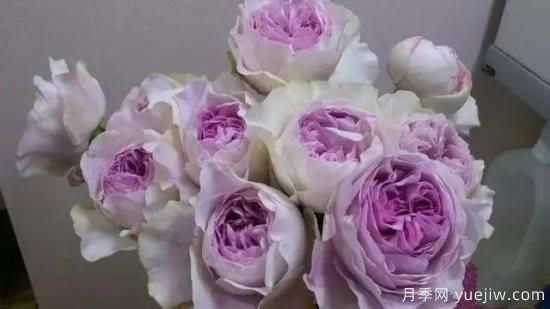 10大伊芙系列月季品種，花大濃香十分誘人(圖6)