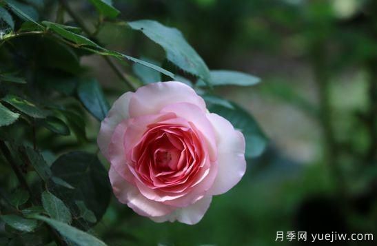 弗洛倫蒂娜、大游行、亞伯拉罕、藍(lán)色陰雨等藤本月季的優(yōu)缺點是什么？(圖6)
