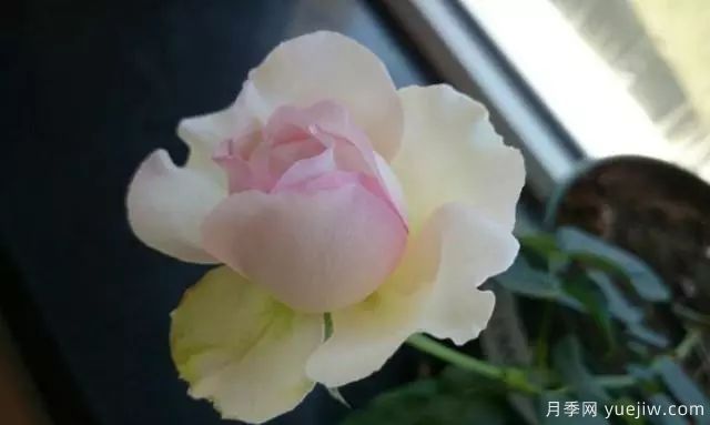 10大伊芙系列月季品種，花大濃香十分誘人(圖9)