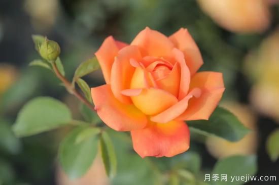 好期在四時(shí)，深愛如長風(fēng)，摯愛月季(圖2)