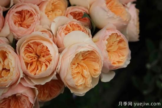 好期在四時(shí)，深愛如長風(fēng)，摯愛月季(圖5)