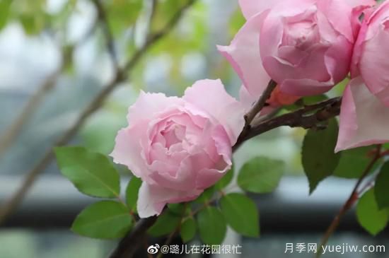 好期在四時(shí)，深愛如長風(fēng)，摯愛月季(圖4)