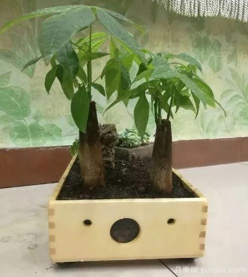好看又省心，冬季適合懶人養(yǎng)的八大花卉植物(圖1)