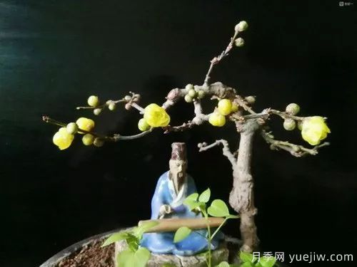 好看又省心，冬季適合懶人養(yǎng)的八大花卉植物(圖3)