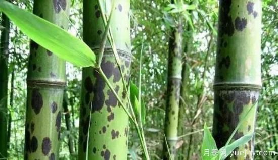 竹種常見(jiàn)病害防治措施(圖1)