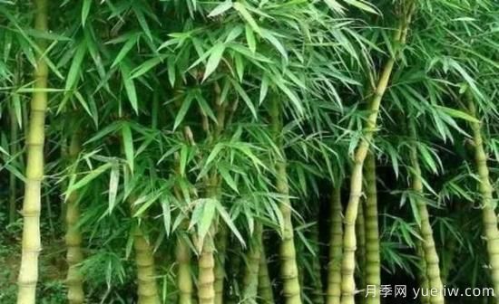 竹種常見(jiàn)病害防治措施(圖2)
