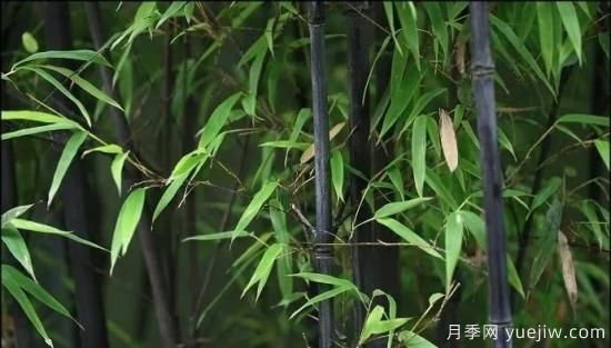 竹種常見(jiàn)病害防治措施(圖4)