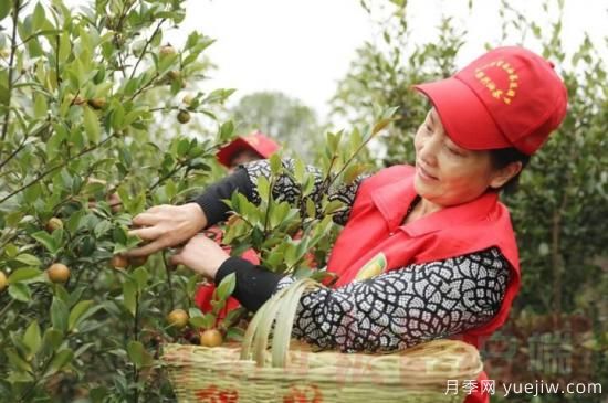光山油茶果：從種得好到賣(mài)得好，怎么做到的(圖1)