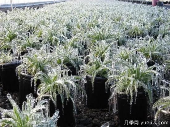 植物受凍后，怎么高效救治？(圖1)