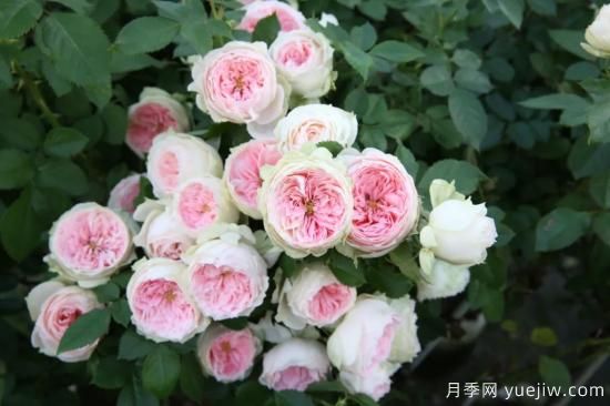 初冬月季花苞打不開，可能是這些原因，有什么應(yīng)對措施(圖6)