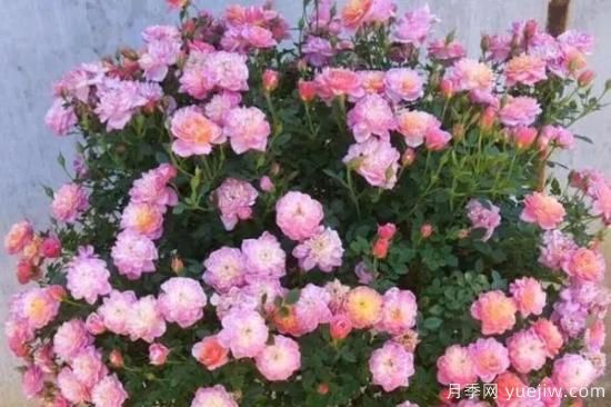 讓盆栽月季花開(kāi)爆盆的方法，選對(duì)花盆，水肥管理是重點(diǎn)(圖1)
