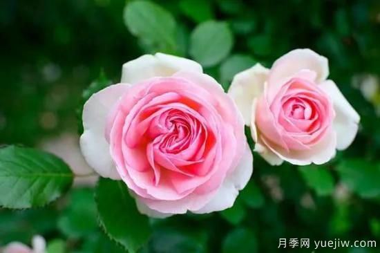 讓盆栽月季花開(kāi)爆盆的方法，選對(duì)花盆，水肥管理是重點(diǎn)(圖2)