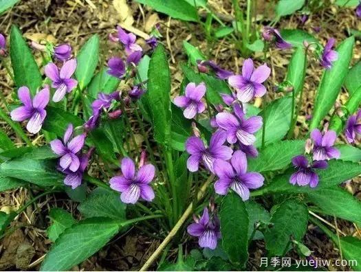 中草藥植物綠化，園林應(yīng)用新潮流？(圖1)