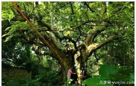 廣東有六株古樹(shù)入選中國(guó)***美古樹(shù)(圖2)
