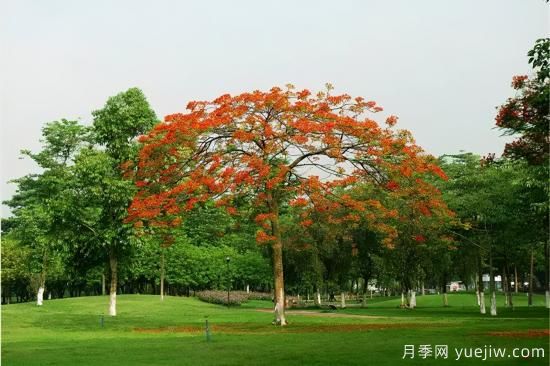 苗木中的精品！這6種高顏值苗木你家苗圃有嗎？(圖2)