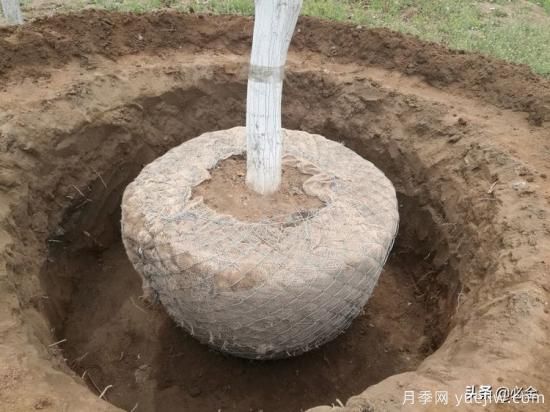 苗木取苗土球該多大合適呢？園林綠化施工挖樹穴的講究(圖2)
