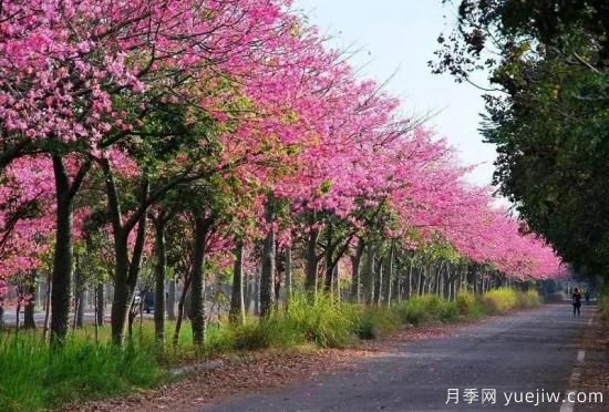 苗木中的精品！這6種高顏值苗木你家苗圃有嗎？(圖4)