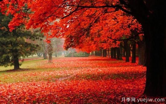 苗木中的精品！這6種高顏值苗木你家苗圃有嗎？(圖3)