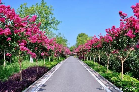 苗木中的精品！這6種高顏值苗木你家苗圃有嗎？(圖5)