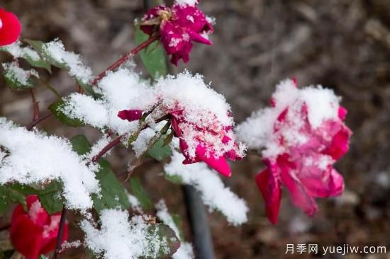 耐寒性，你家月季抗不抗凍？月季如何過(guò)冬(圖1)